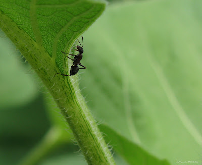 furnica-ant