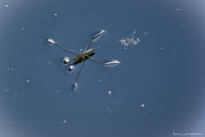 Paianjen de apa Water Strider