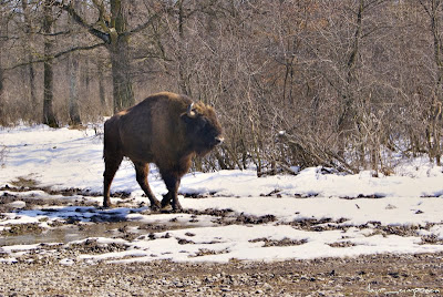 Zimbri Bucsani-Zimbraria Neagra-Dambovita-Bison Bonasus