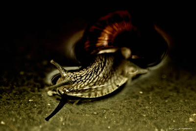 Helix Pomatia-Weinbergschnecke-Melc de gradina