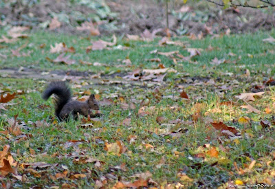 Veverita-Squirrel-Σκίουρος-Eichhörnchen-Mókus-Écureuil-Esquilo-Ardilla