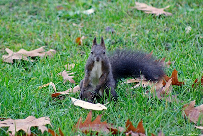 Veverita-Squirrel-Σκίουρος-Eichhörnchen-Mókus-Écureuil-Esquilo-Ardilla