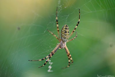 Păianjen viespe-Argiope bruennichi-Wasp spider-Araña avispa-Tigerspinne-Darázspók 