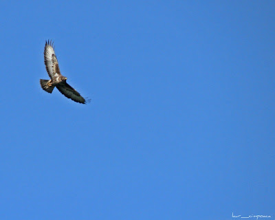 CommonBuzzard-Buteobuteo-Mäusebussard-Egerészölyv-Busevariable