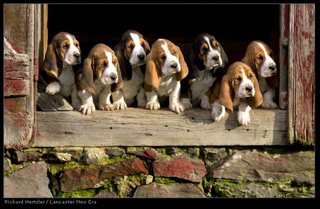 foot beagle puppies