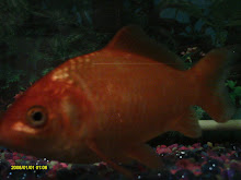 My Goldfish: Fattie
