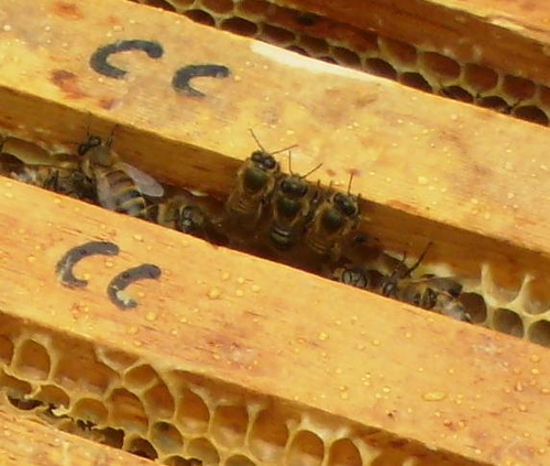 [bees.jpg]