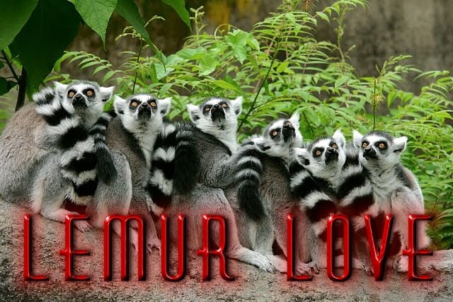 Lemur+love