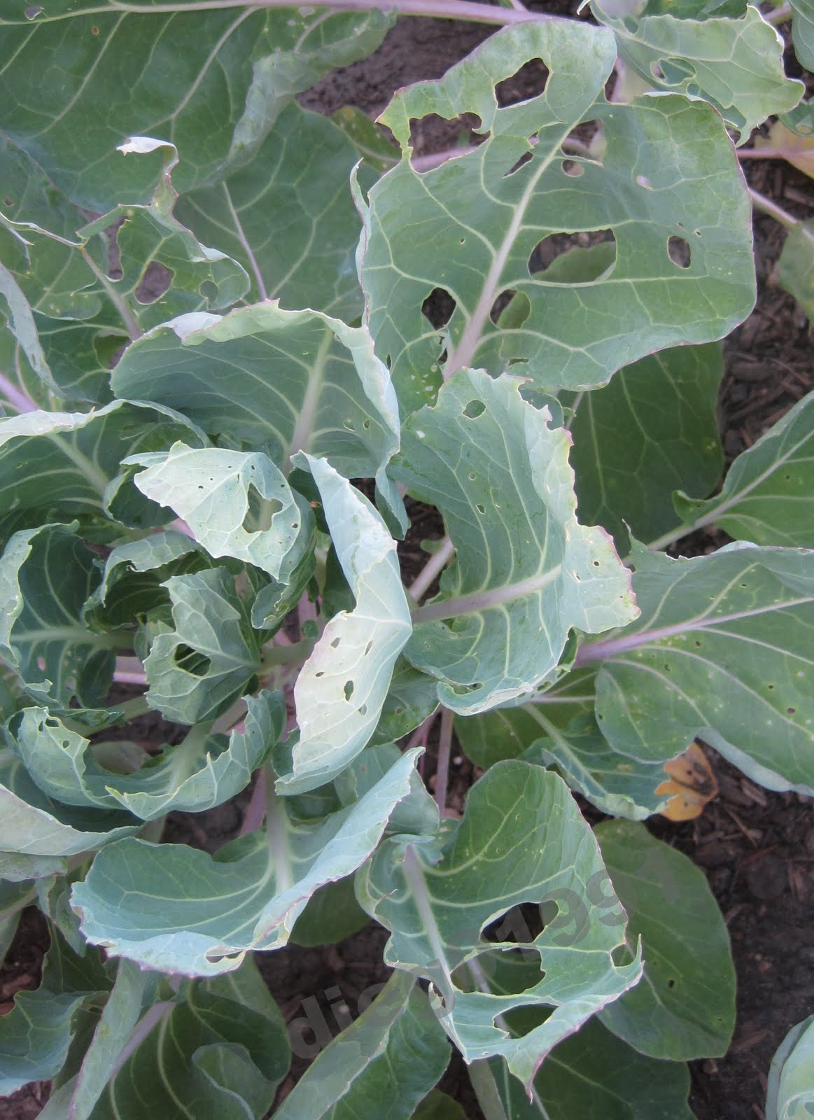 How To Control Cabbage Worms In Your Garden Get Busy Gardening
