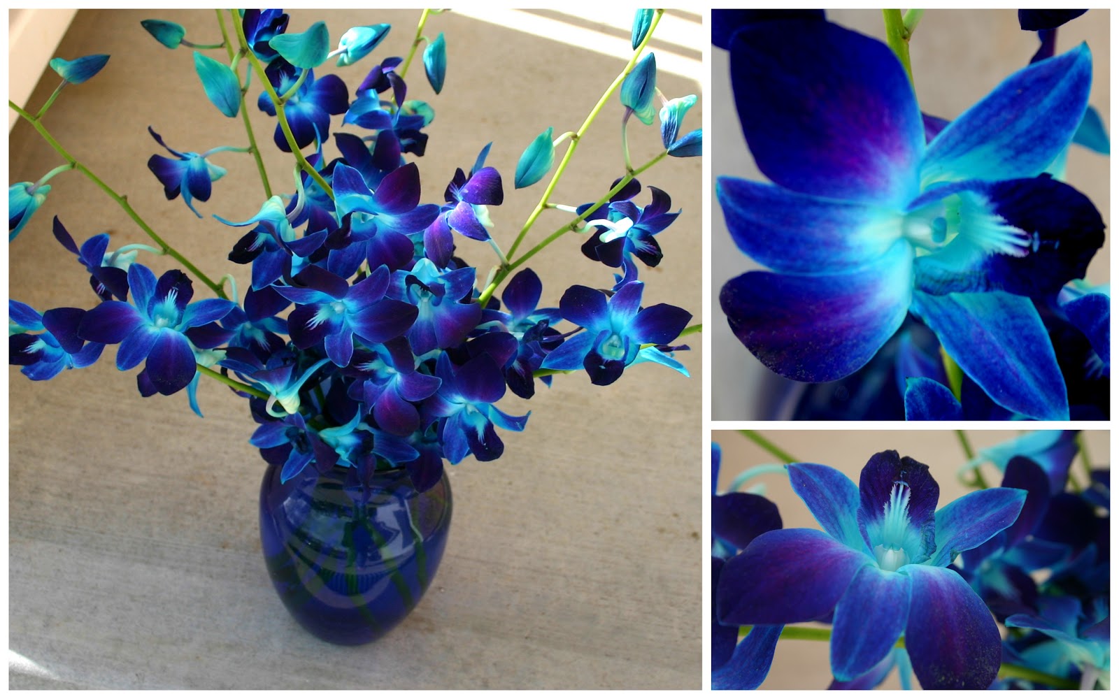 Dyed Blue Orchids Advised Day Dyed Blue Orchids