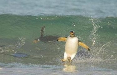 Animal surfando
