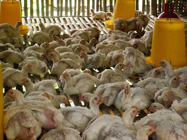 Budidaya Ayam Pedaging Broiler Panduan Agro Budidaya Ayam Pedaging Broiler Panduan Agro