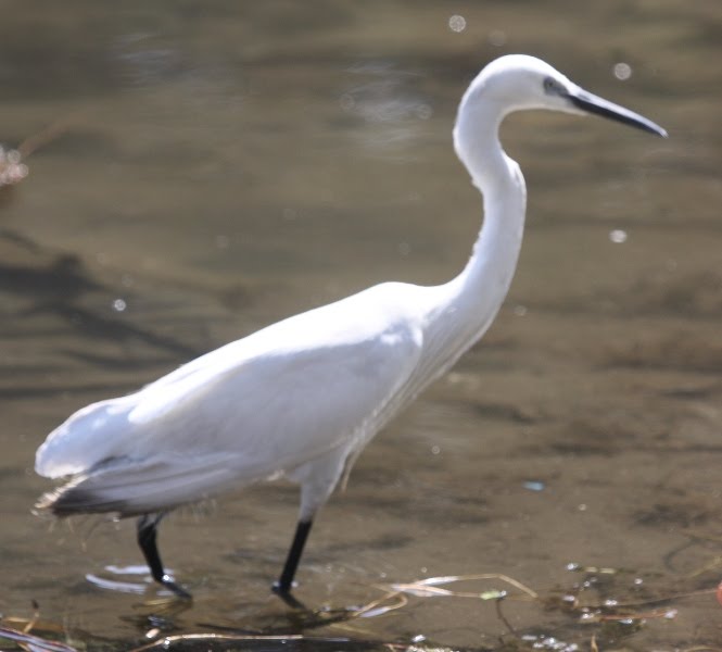 Birding in Egypt: 3/5/10 birds on the river Nile
