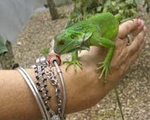 Iguana op m'n hand