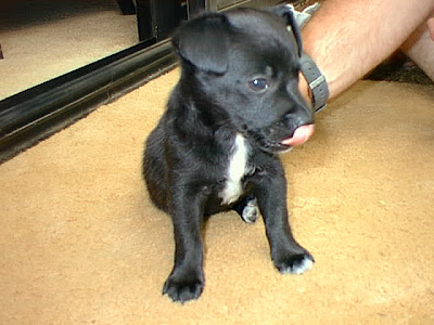 Chihuahua Terrier Mix Chihuahua Terrier Mix