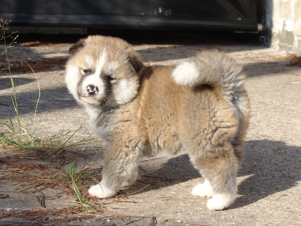 Akita (American) Best Dog | Top Dog Directory Akita (American) Best Dog | Top Dog Directory