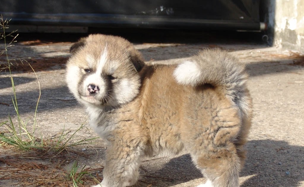DOGS AND CATS BREED Akita Dogs and Cats wallpapers, funny puppies and