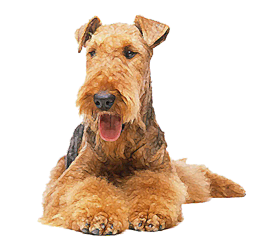 Large+dog+breeds+pictures