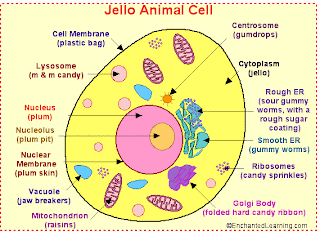 ما هى الطاقه - شرح بالصور 5+alabeled+candy+cell