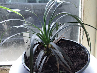 Ebony Knight and MACS by david ...