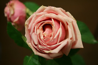 A. Perri Farms Exclusive Garden Rose Collection: Eden Romantica