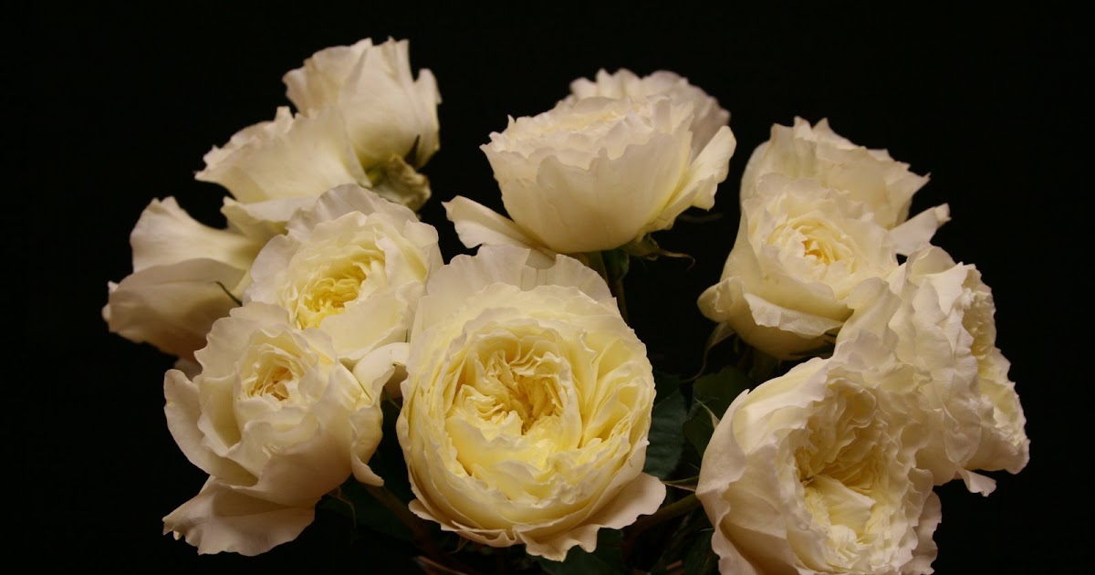 A Perri Farms Exclusive Garden Rose Collection Patience