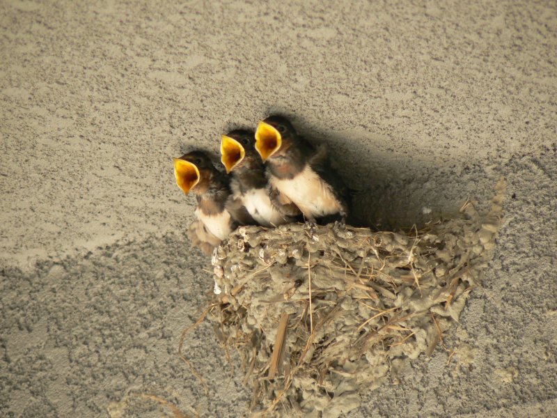 [Swallow+brothers.jpg]