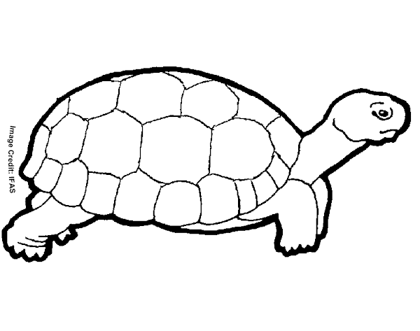Printable Turtle Coloring Pages for Kids