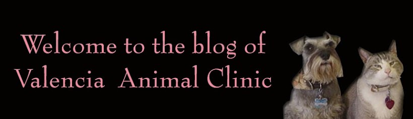 Valencia Animal Clinic