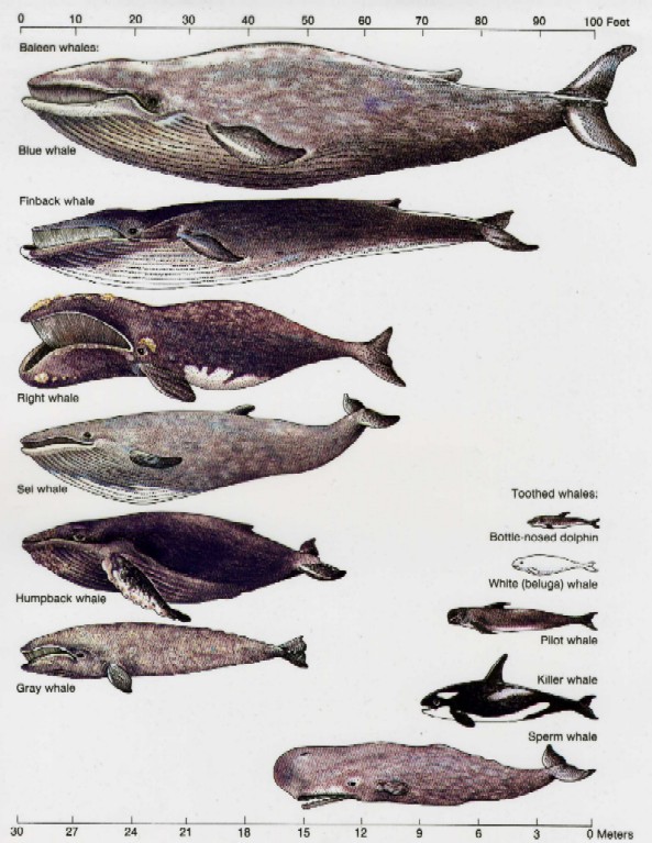 [whales2.jpg]