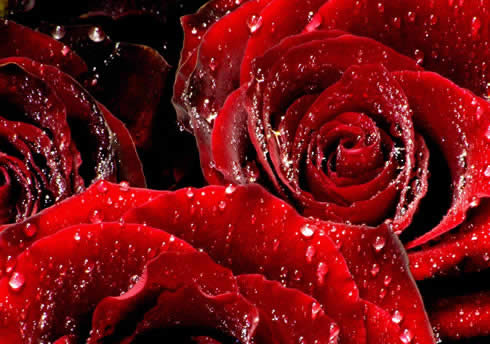 pictures Red Roses Heart wallpaper roses red. pictures Red Roses Heart