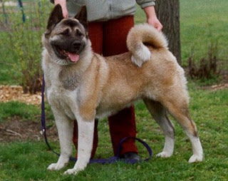 akita and cats