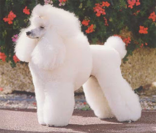 caniche puppy