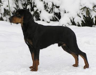 Polish Hunting Dog