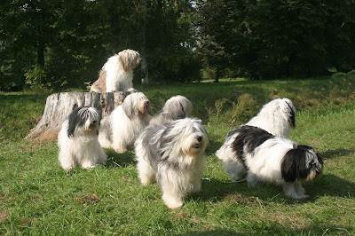 Puppies Breed Park Polski Owczarek Nizinny Polish Lowland Sheepdog