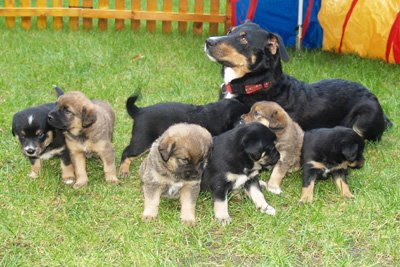 Austrian Pinscher Austrian Pinscher