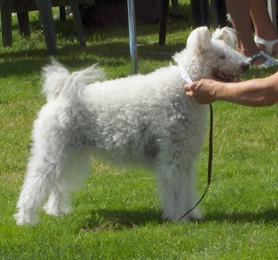 Pumi Puppy