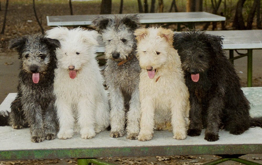PUPPY CARE CENTER PUMI Puppy Care Center and The dog breed is a full