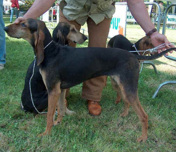 Funny Puppy Segugio Italiano Italian Hound Italian Short Haired
