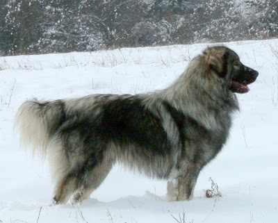 Alpine Shepherd Dog