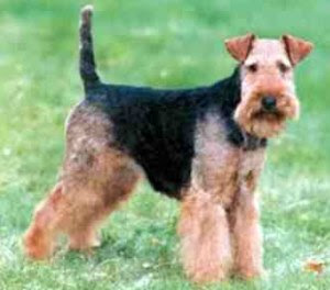 WELSH TERRIER