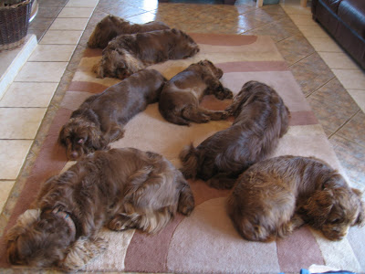 DOGS AND CATS BREED: SUSSEX SPANIEL Dogs and Cats wallp