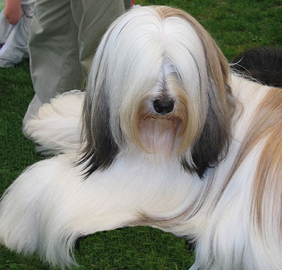 best breeds dogs: TIBETAN TERRIER