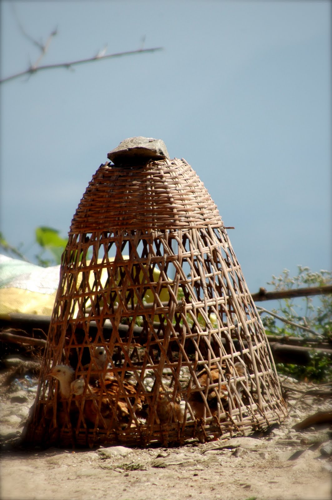 [DSC_2232.JPG]