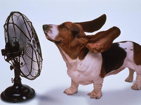 [dogfan.jpg]
