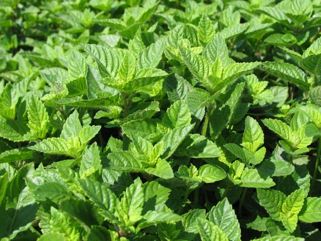 Những thực phẩm tốt cho mùa hè sương sáo