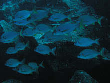 Lanzarote Diving