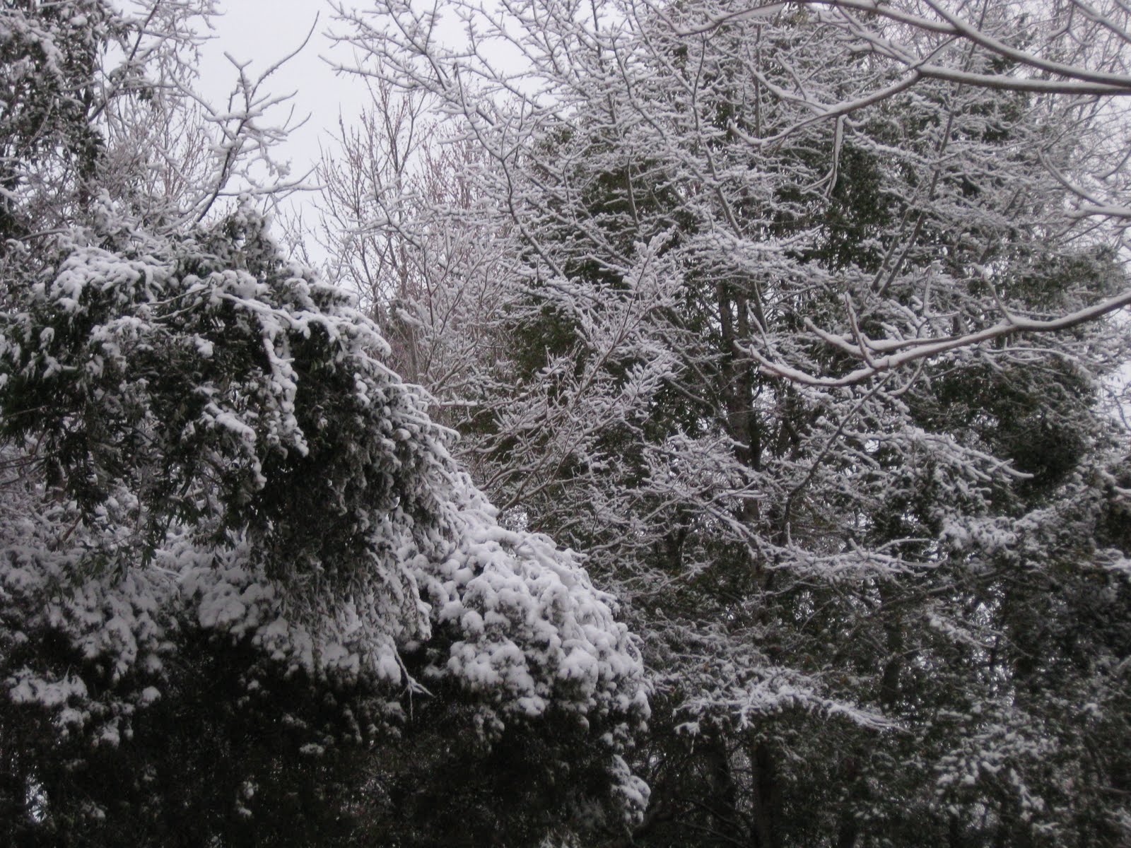 [IMG_3258.JPG]