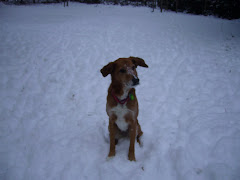 Stella