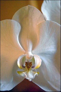 Portrait of an Orchid